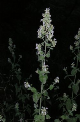 Catnip Flowers